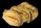 Pair of Fused Fossil Fish (Xiphactinus) Vertebrae - Kansas #142502-1
